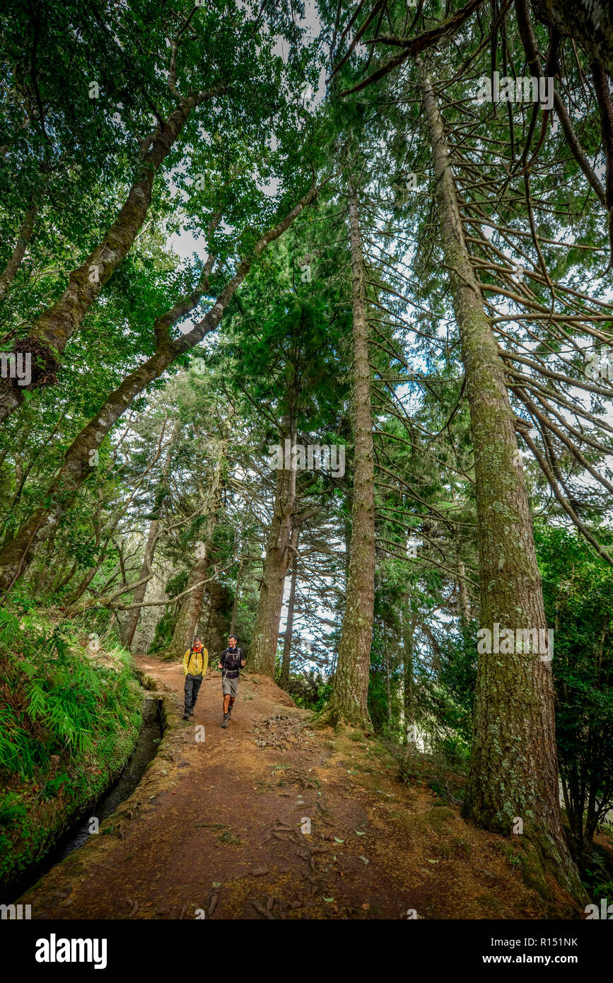 Wanderweg, Queimadas, Zentralgebirge, Madeira, Portugal Stock Photo