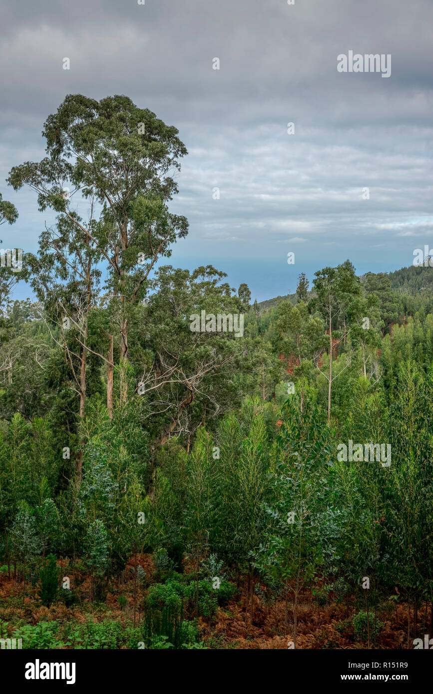 Eukalyptuswald bei Achadas da Cruz, Madeira, Portugal Stock Photo
