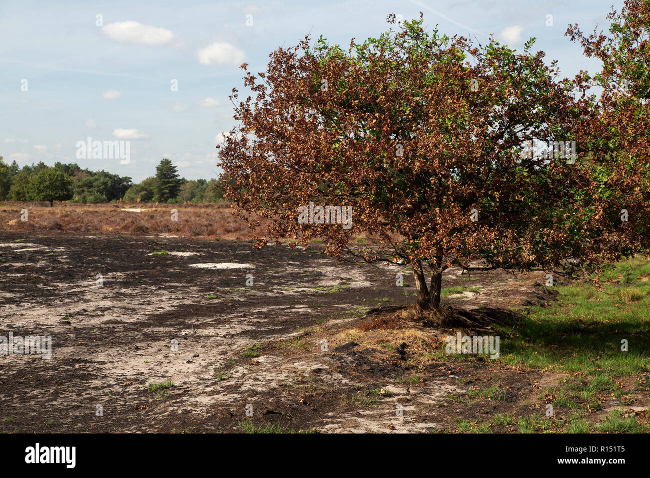 Area burnt by forest and heath fire, Maasduinen National Park, Limburg, Netherlands Stock Photo