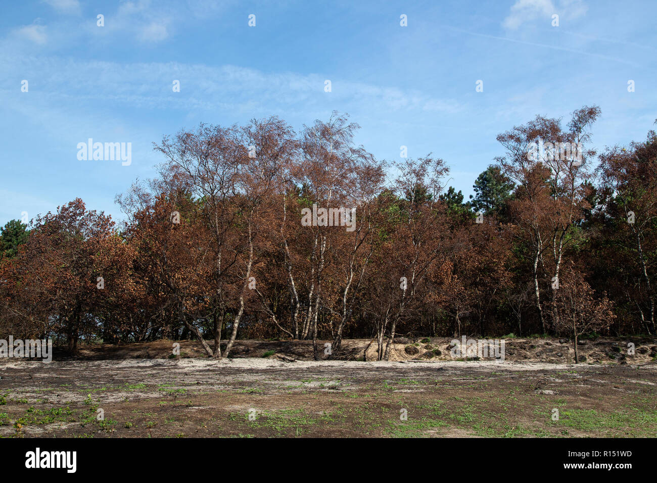 Forest burnt by forest and heath fire, Maasduinen National Park, Limburg, Netherlands Stock Photo