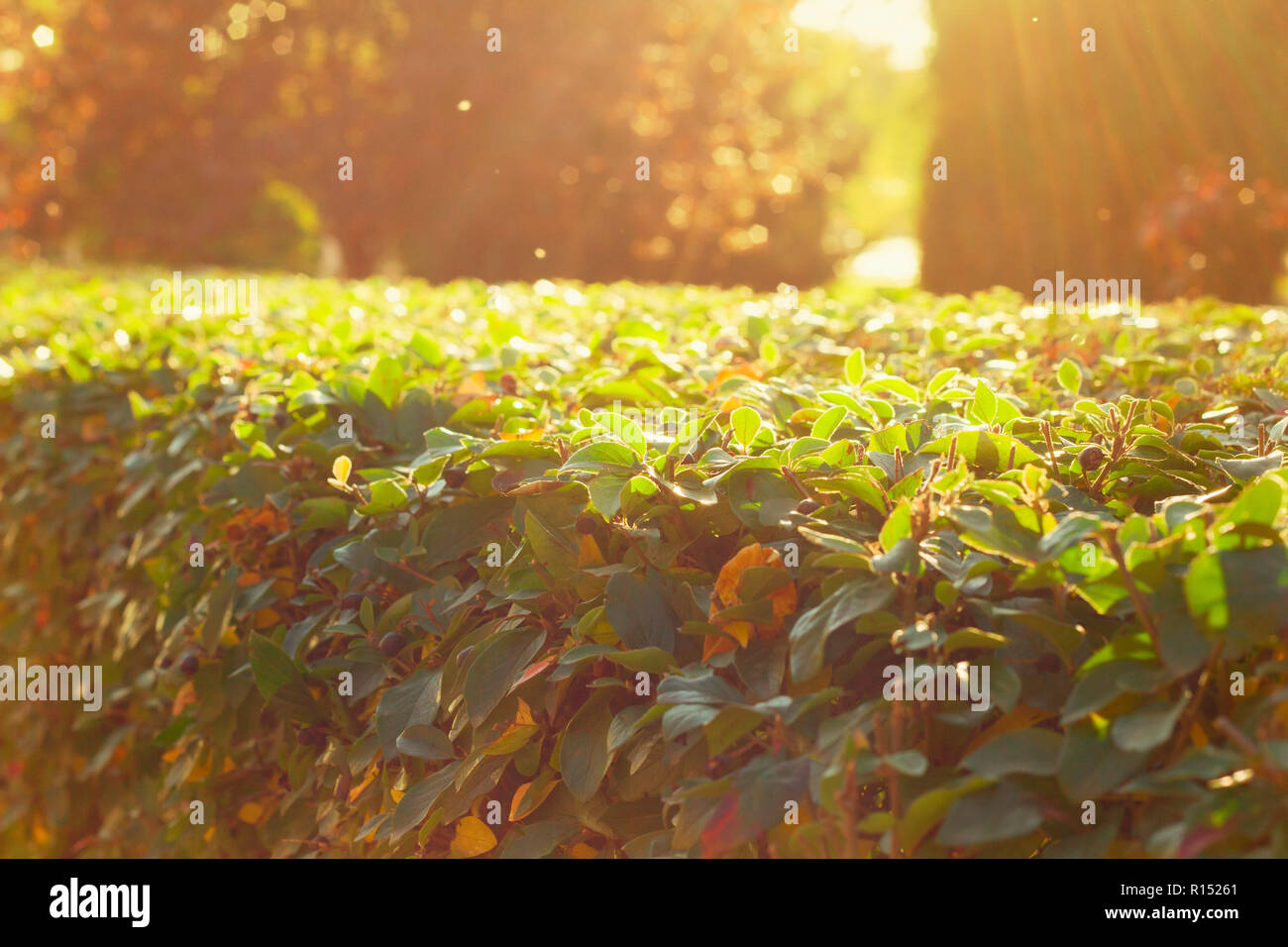 blurred autumn or summer natural background with leaves and sun light Stock Photo