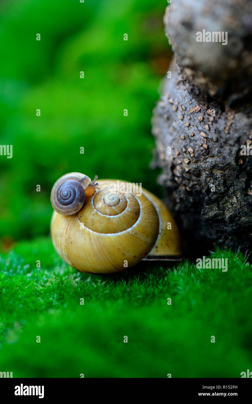 young snail on snail shell Stock Photo