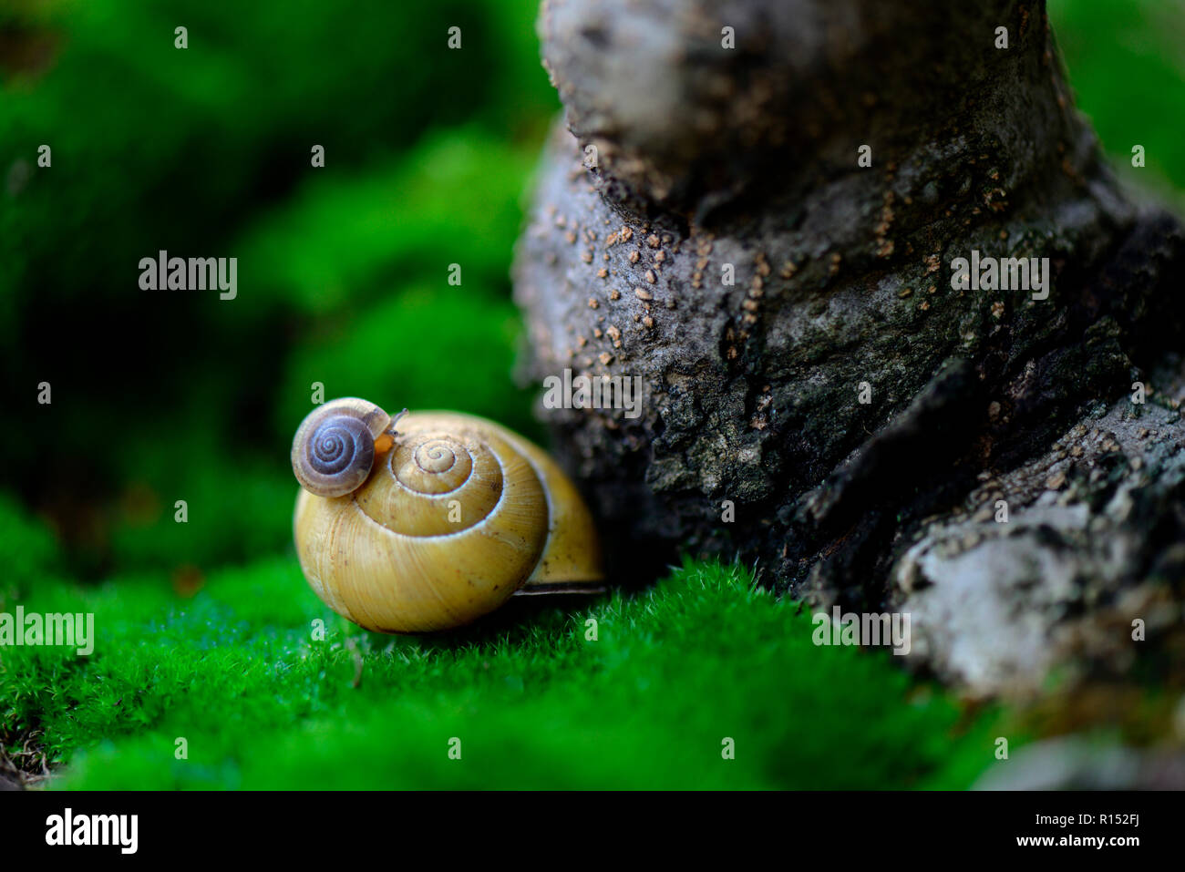 young snail on snail shell Stock Photo