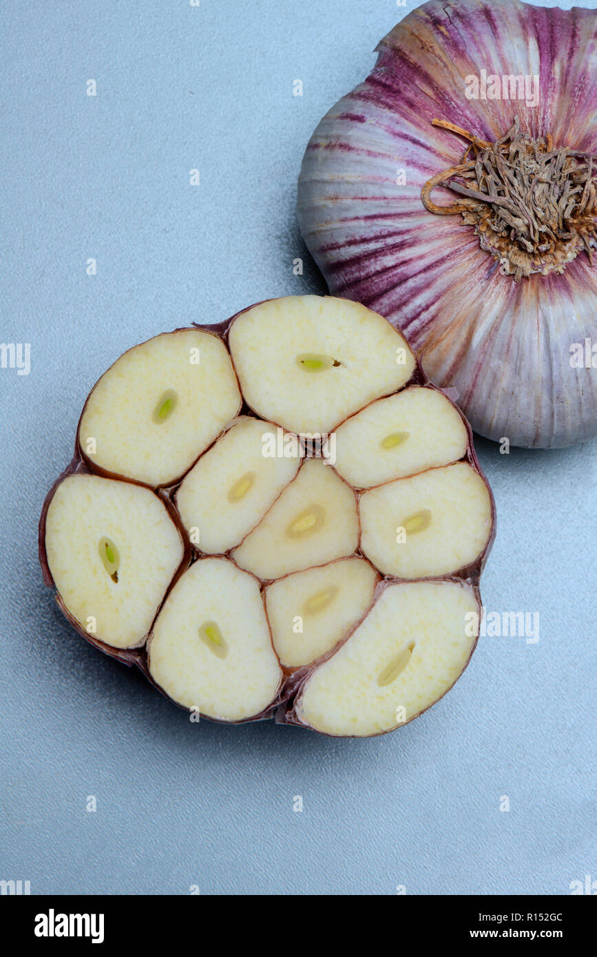 Knoblauchknolle High Resolution Stock Photography And Images Alamy