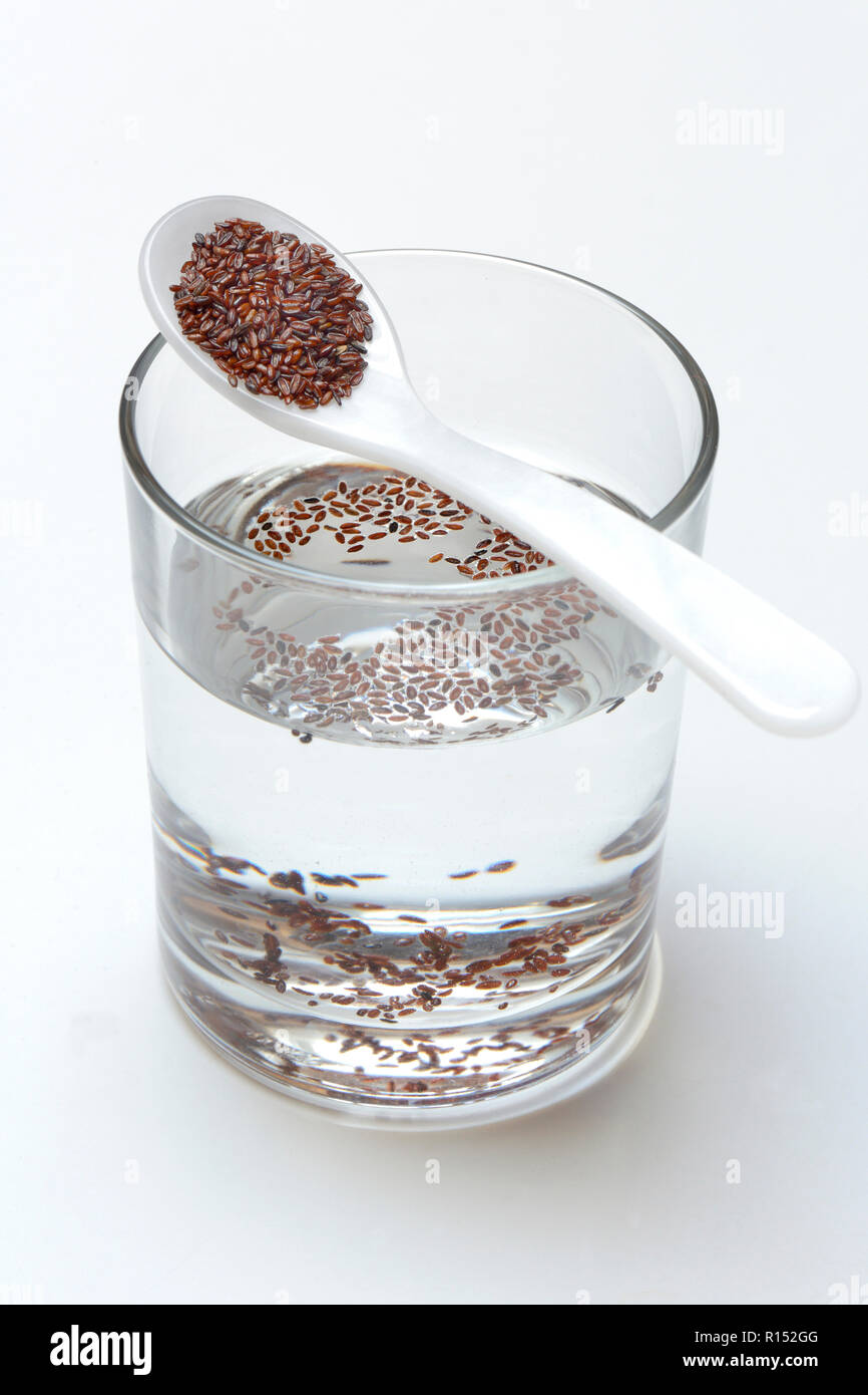 Glas Wasser und Loeffel mit Flohsamen, Sandwegerich, Plantago psyllium Stock Photo