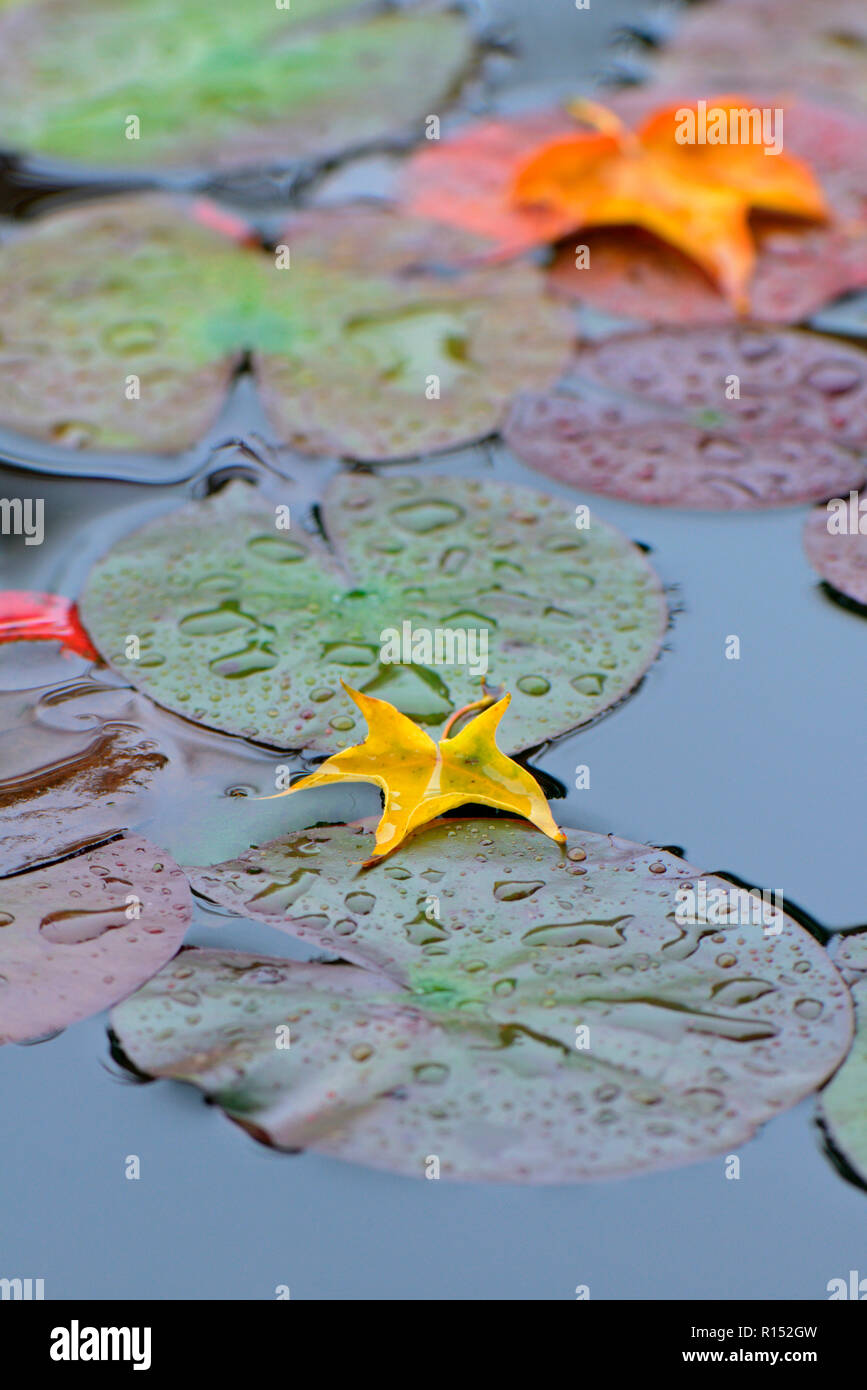 Leaf in water drop hi-res stock photography and images - Alamy