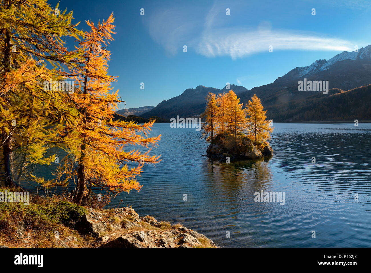 Silsersee mit Laerchen im Herbst, Oberengadin, Kanton Graubuenden, Schweiz, Europa Stock Photo