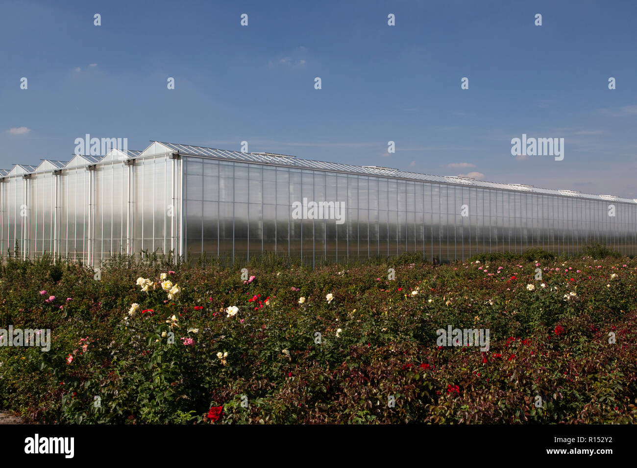 culture-of-roses-greenhouse-in-background-limburg-netherlands-stock