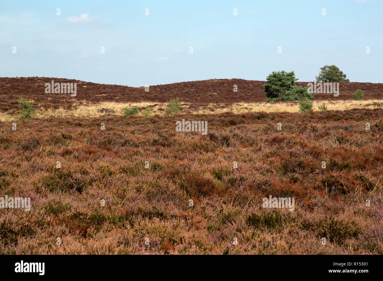 the wind was on the withered heath the wind was on the withered heath