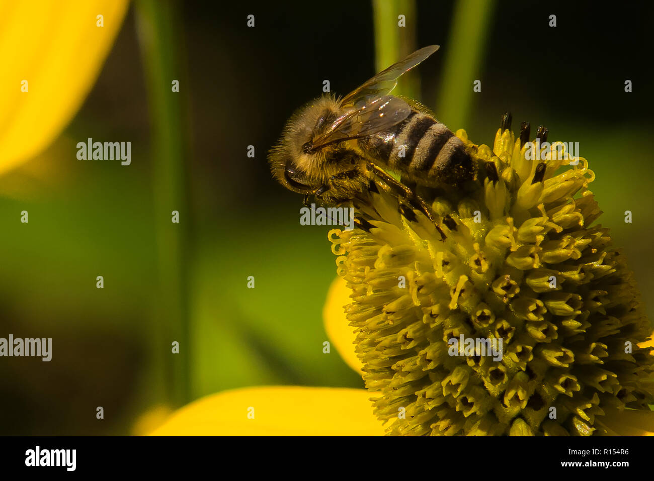 The bee is drinking nectar Stock Photo Alamy