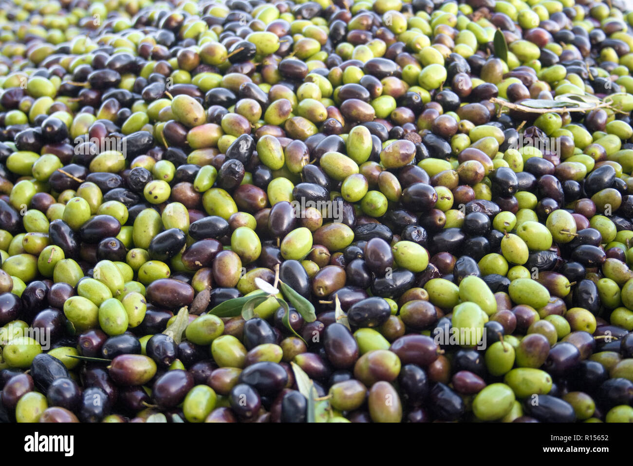 Olive oil green olives hires stock photography and images Alamy