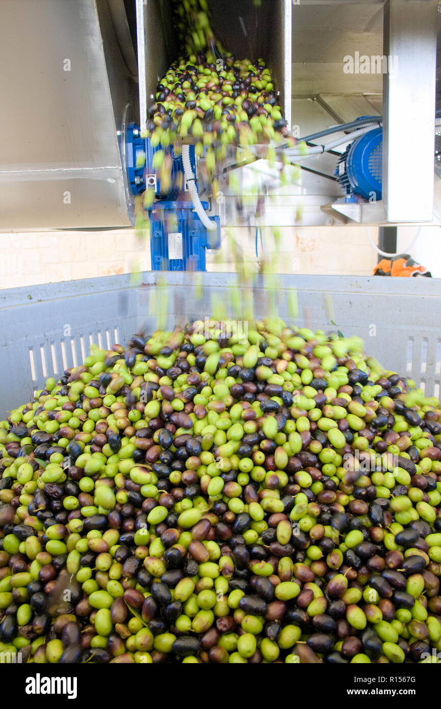 Ripe olive fruits harvest pile Stock Photo - Alamy