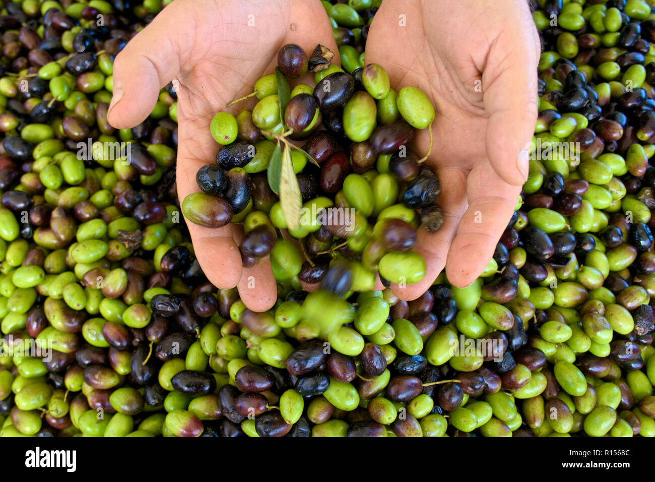 Green and black olives ready to be processed at the mill to get the olive oil in the hands of the farmer Stock Photo