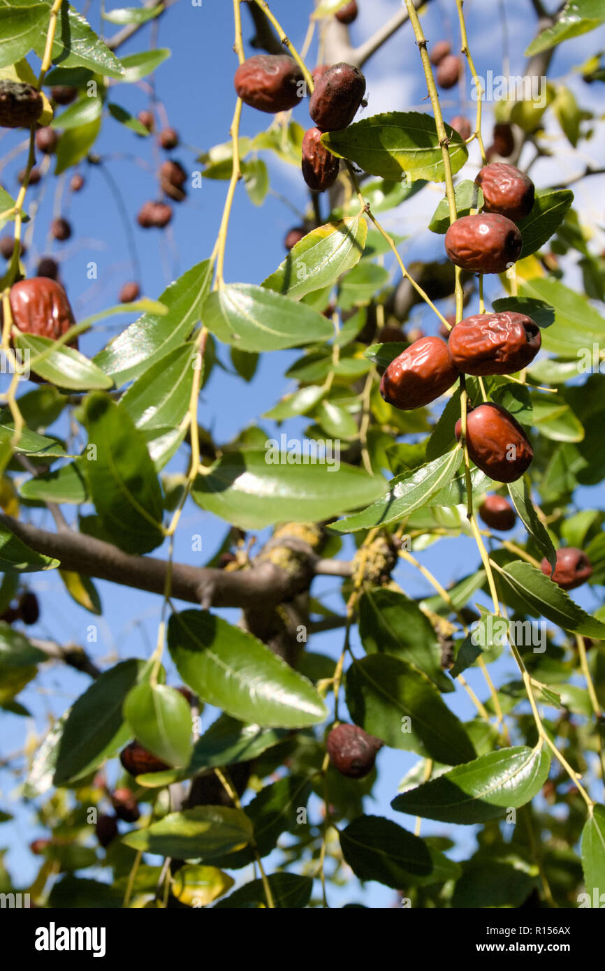 Wild jujube fruit or drupe Latin ziziphus jujuba ripening on a bush or tree Stock Photo