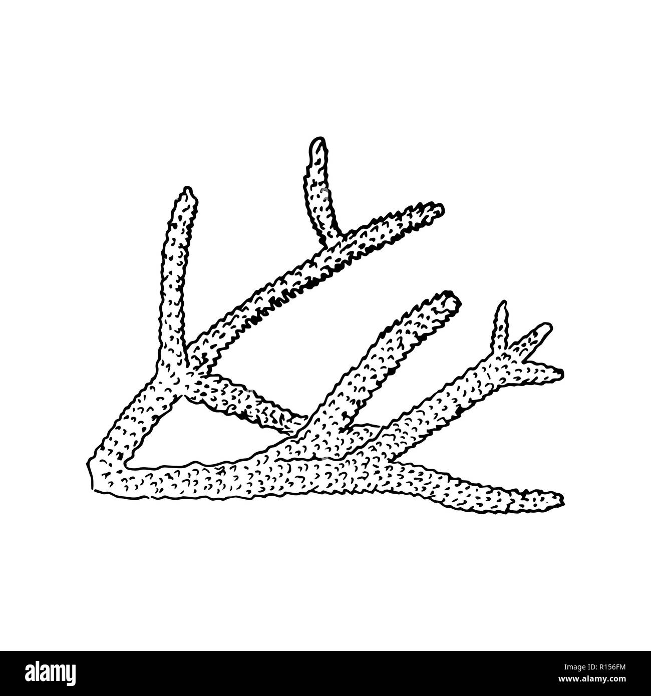 Corals Realistic Sketch Corals Isolated On White Vector Illustration Realistic Hand Drawn Outline Hand Painting On Paper For Cards Invitations Stock Vector Image Art Alamy