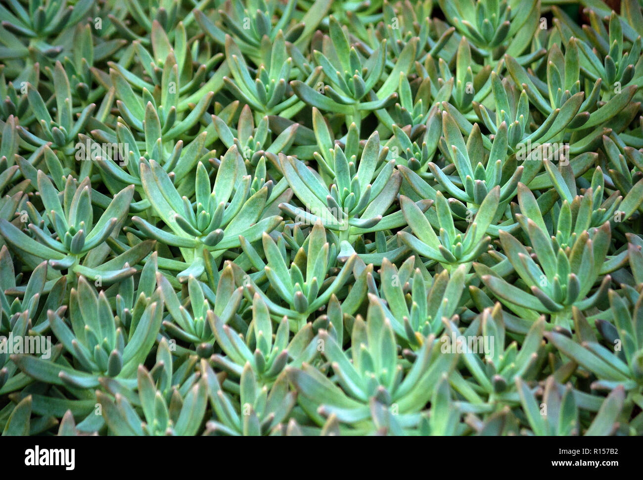 sedum succulent plant with pale blue green, thick and fleshy leaves, many plants growing in the garden, leaves occupy the whole picture, oblong plump Stock Photo