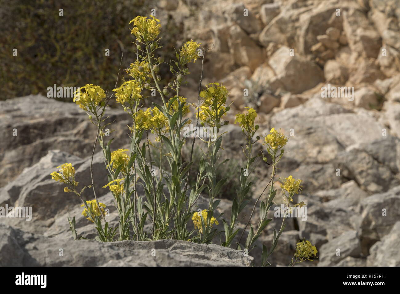 Greek bladderpod, Alyssoides utriculata in flower and fruit, on rocky limestone ledge; Croatia. Stock Photo