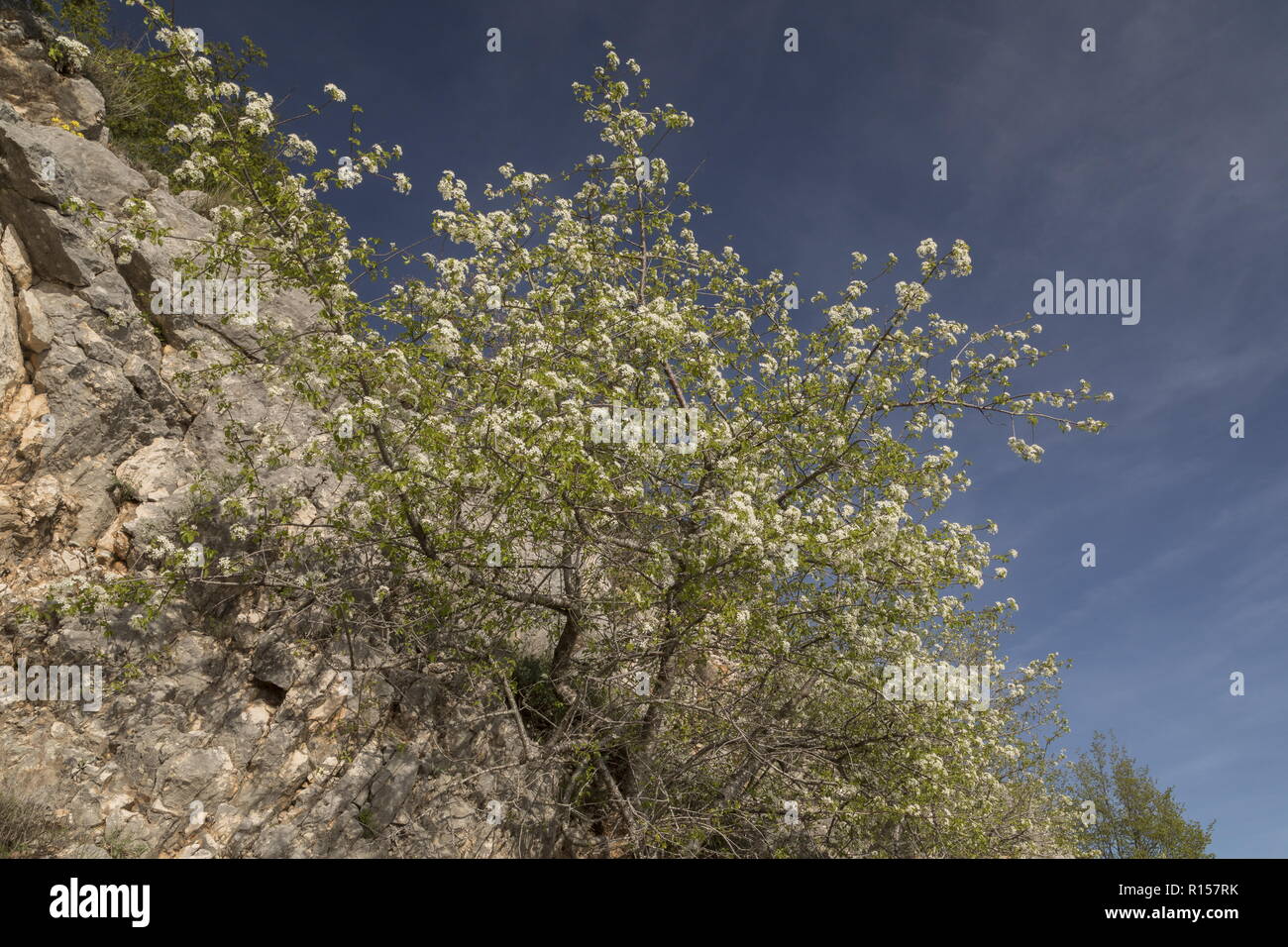 St Lucie Cherry, Prunus mahaleb in flower on limestone cliff, Croatia. Stock Photo