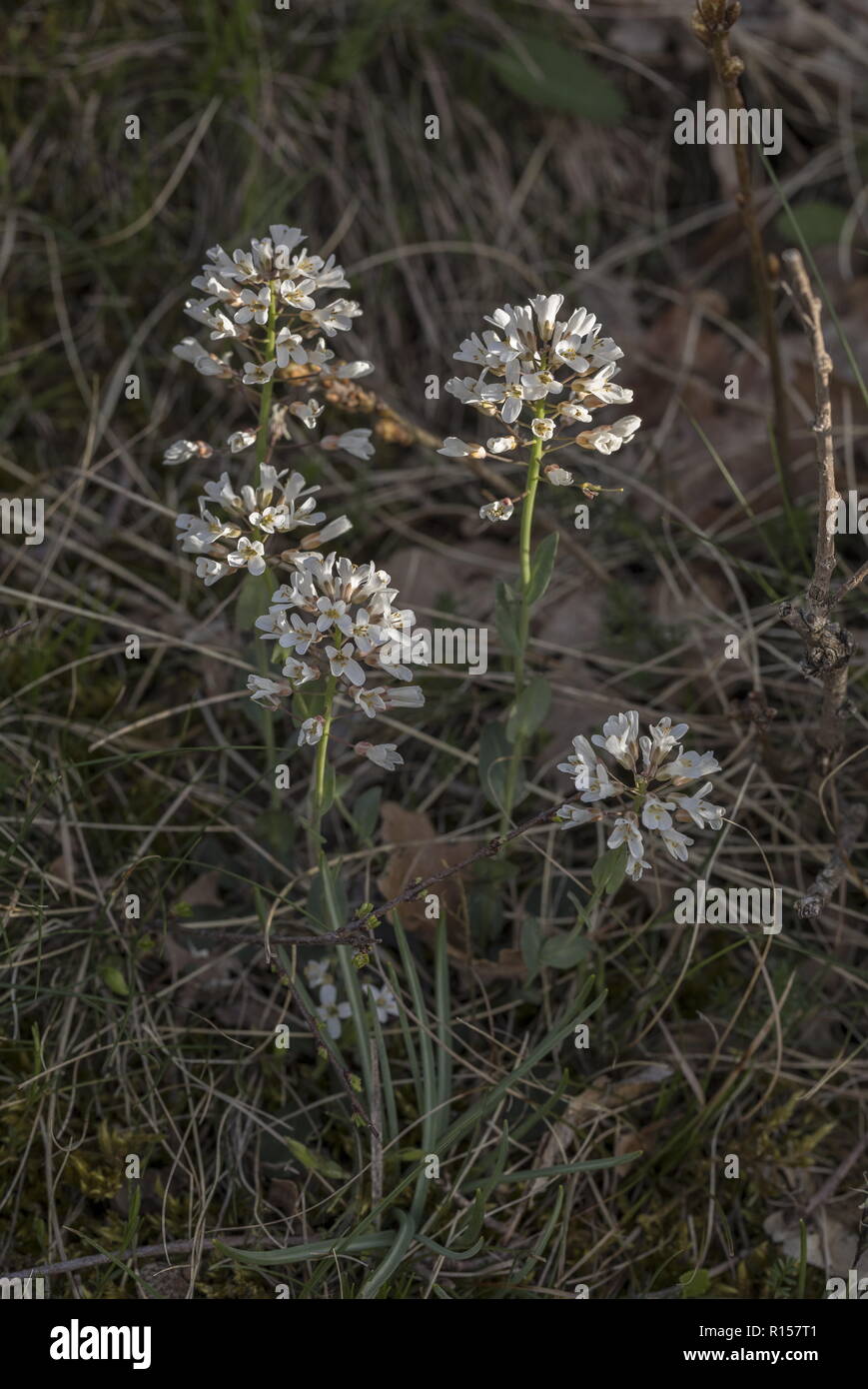 Early penny-cress, Thlaspi praecox, in flower in the Velebit mountains, Croatia. Stock Photo