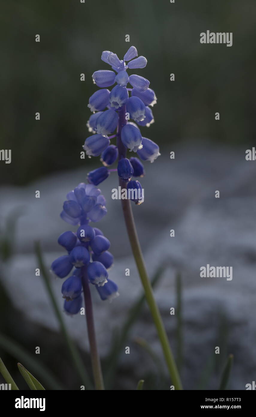 Small Grape Hyacinth, Muscari botryoides, in flower in the Velebit mountains, Croatia. Stock Photo