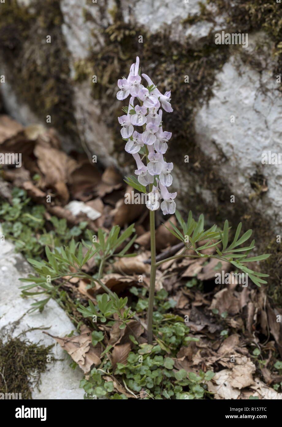 Solid-rooted fumewort or bird in a bush, Corydalis solida, in flower, Velebit mountains, Croatia. Stock Photo