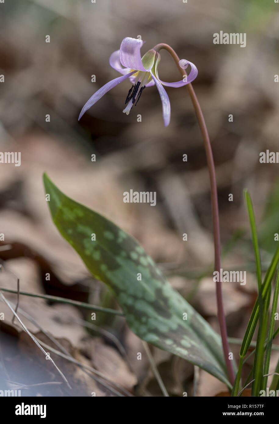 Dog's-tooth-violet, Erythronium dens-canis in flower in montane beechwood, Croatia. Stock Photo