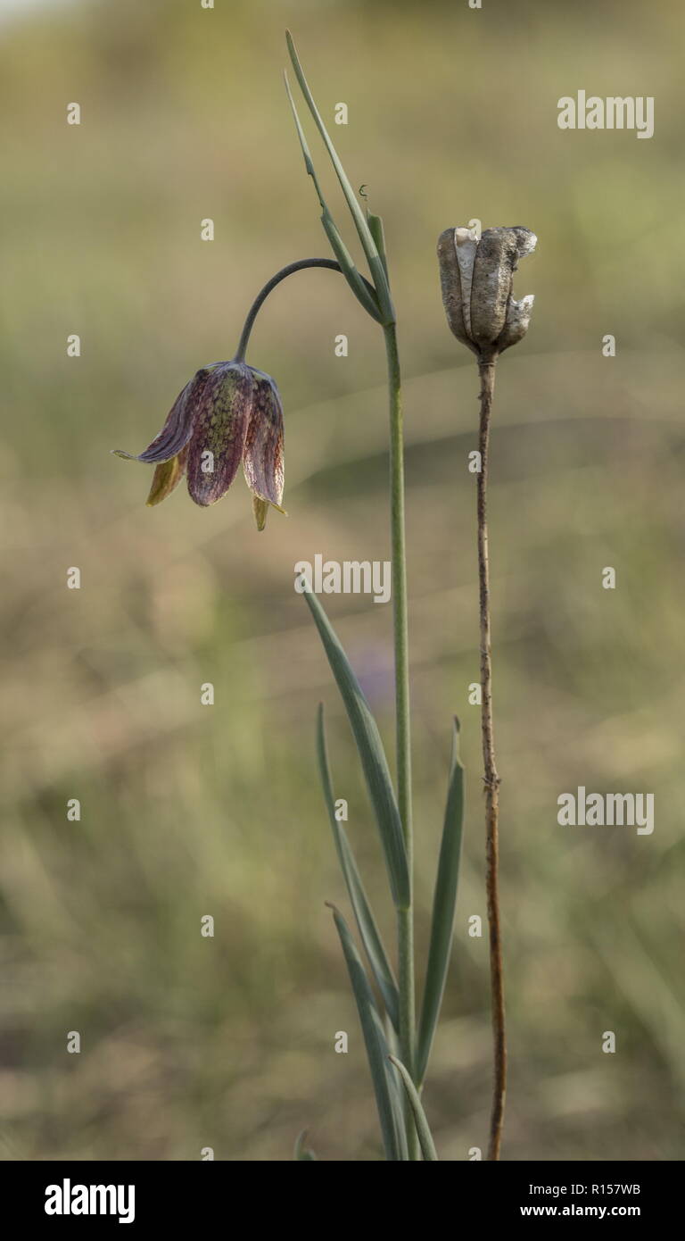 Mountain Fritillary, Fritillaria montana in flower in the Dinaric Alps, Croatia. Stock Photo