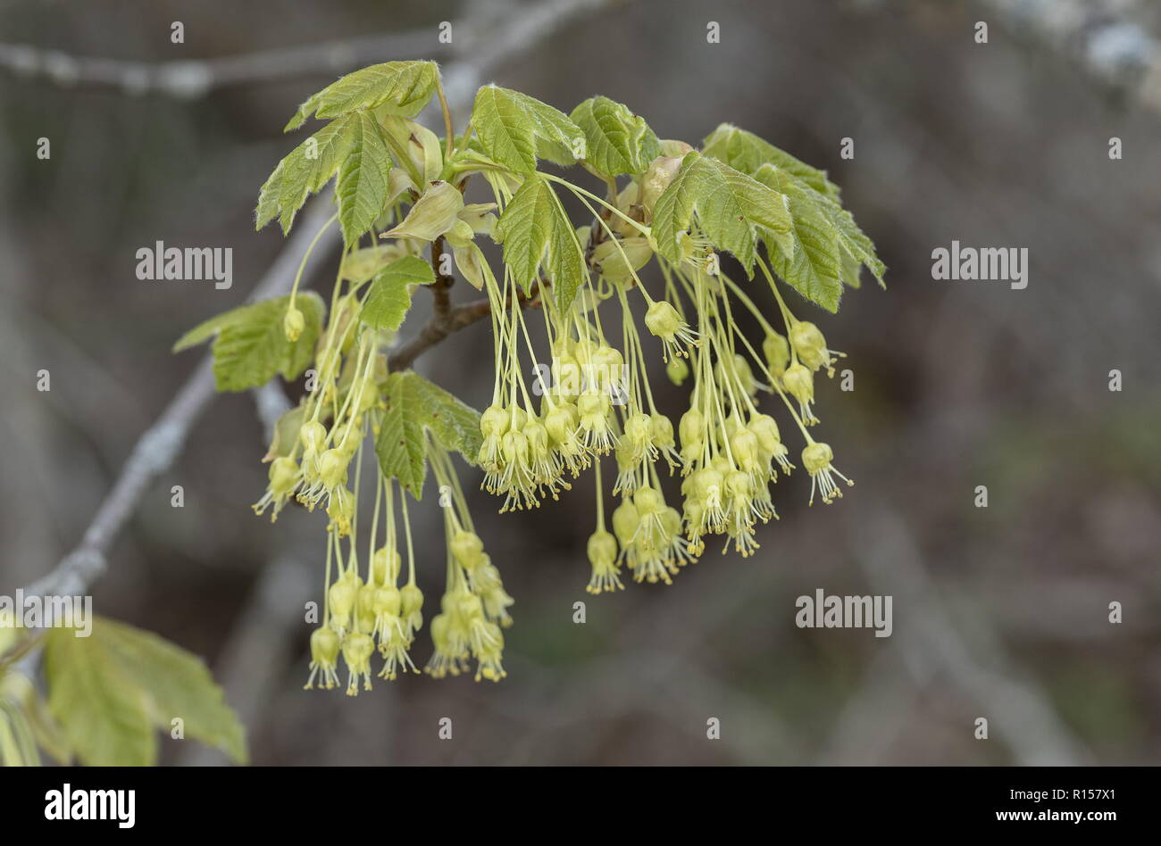 Italian Maple, Acer opalus, in flower in spring, with leaves. Croatia. Stock Photo