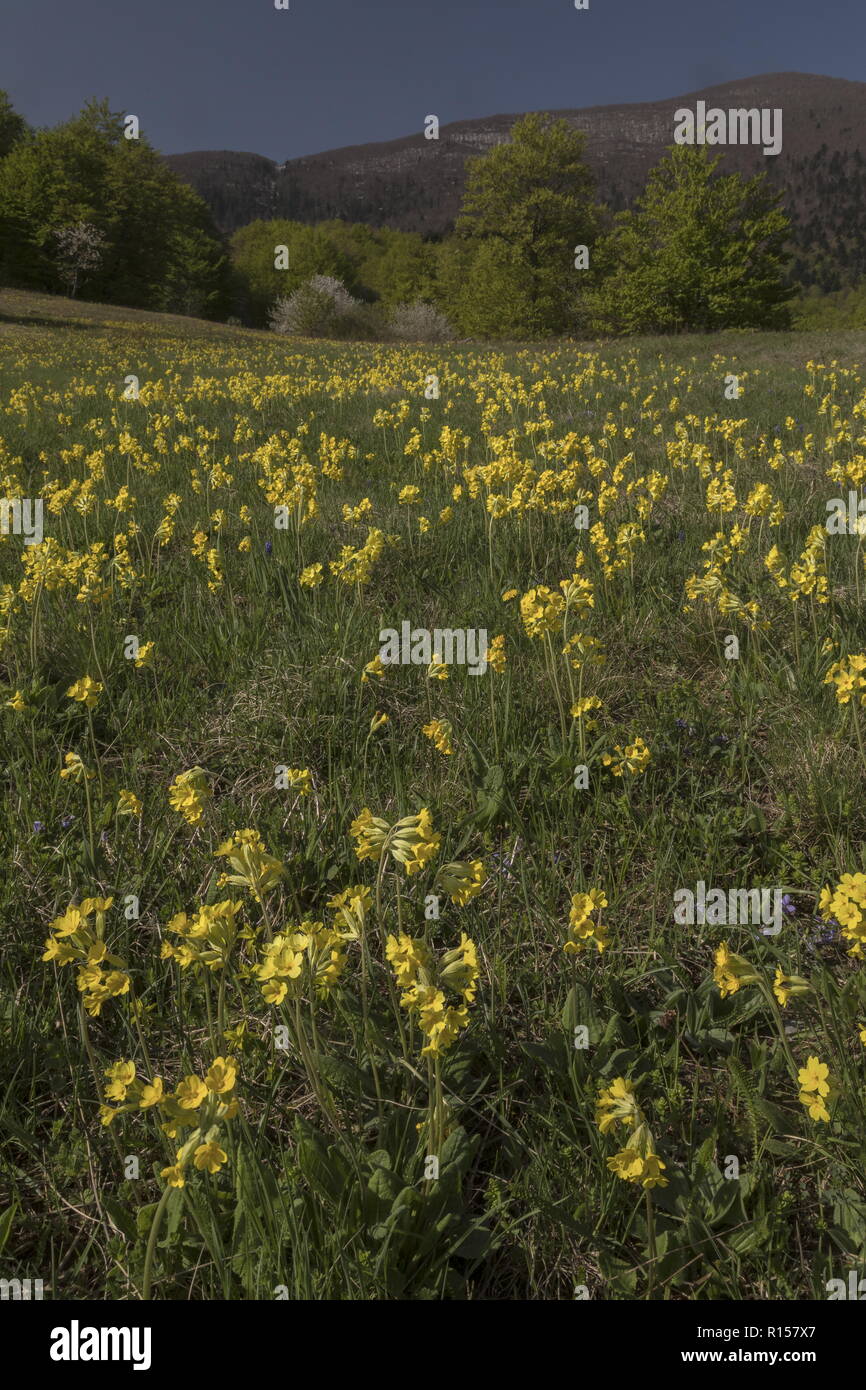 Cowslips, Primula veris, in flower in mountain meadow, in the  Velebit mountains at Krasno Polje, Croatia. Stock Photo