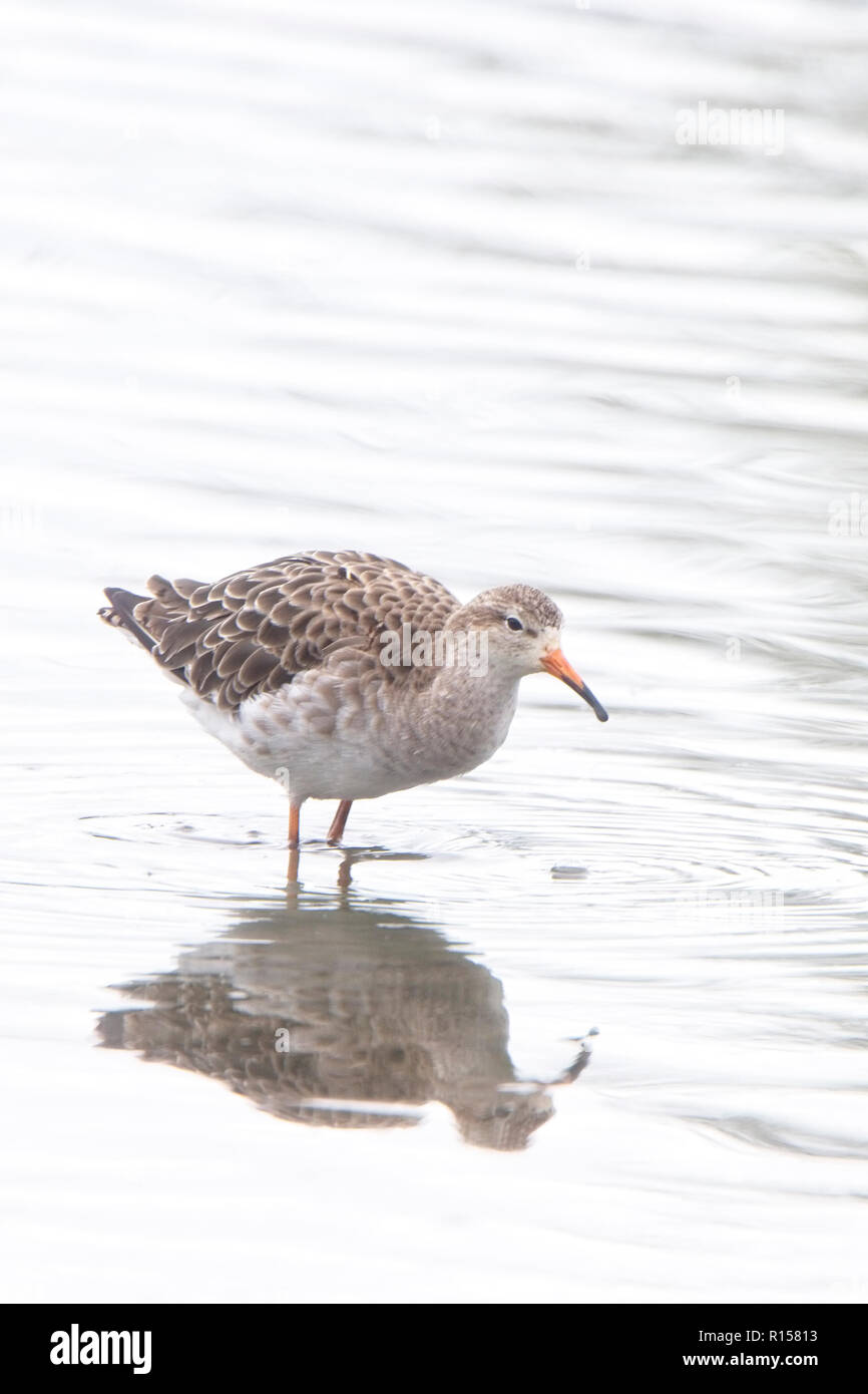 Ruff bird uk hi-res stock photography and images - Alamy