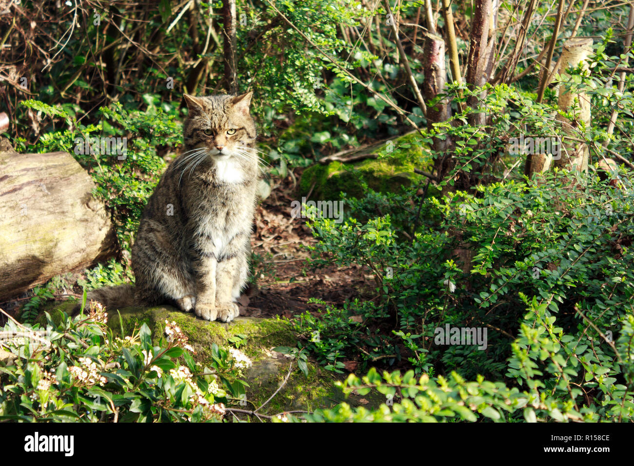 Scottish Wild Cat, Scotland Stock Photo