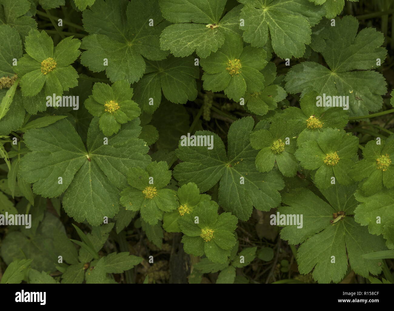 Hacquetia, Hacquetia epipactis, in flower in spring in beech woodland, Croatia. Stock Photo