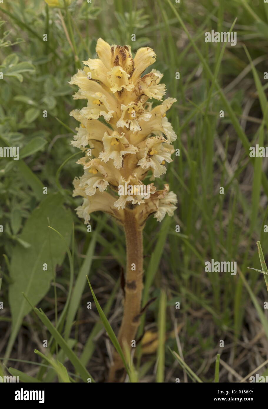 Yellow broomrape, Orobanche lutea, parasitic on legumes such as medicks; in grassland, Croatia. Stock Photo