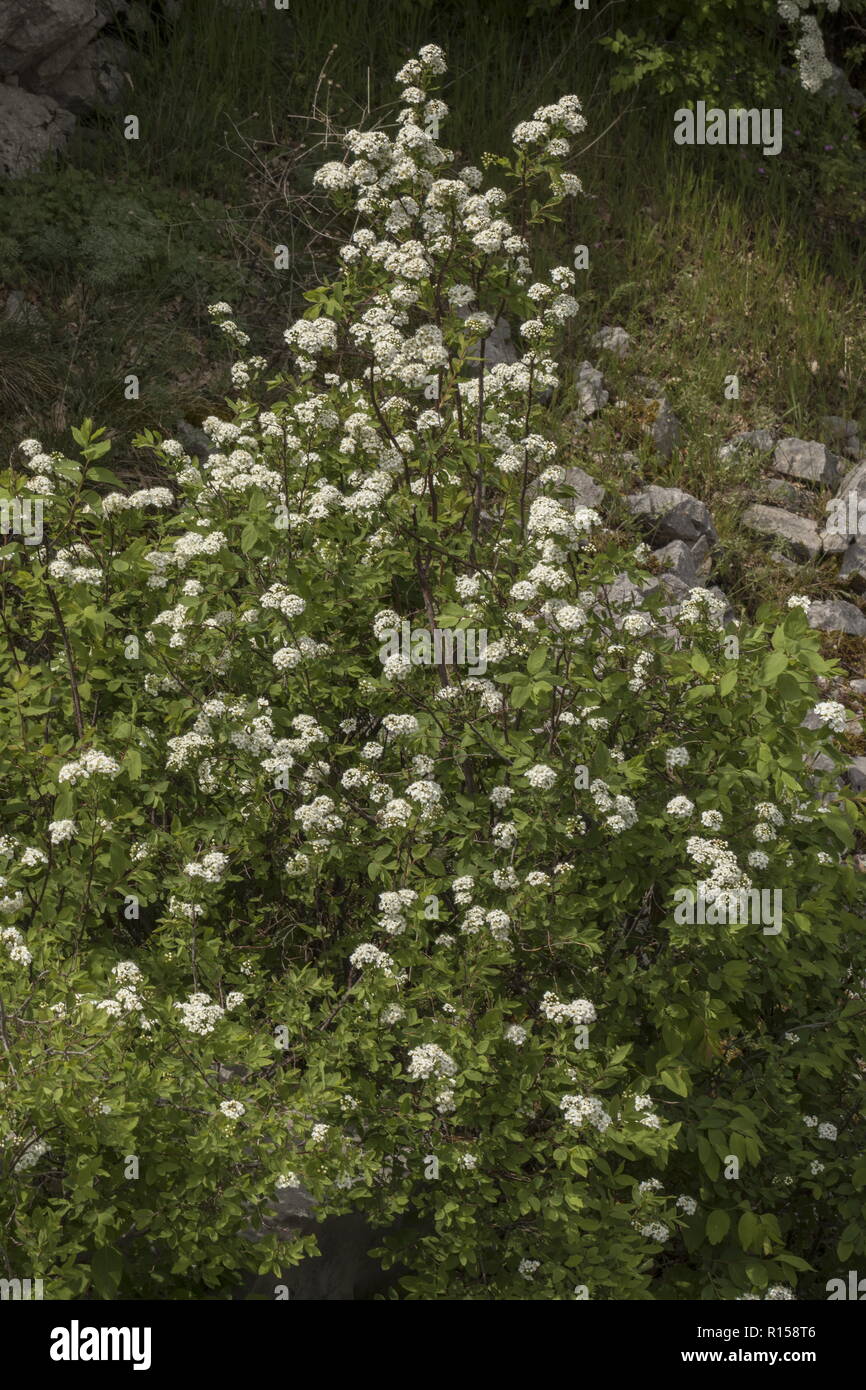 Elm-leaved Spiraea, Spiraea ulmifolia, in flower on Mount Biokovo, Croatia. Stock Photo