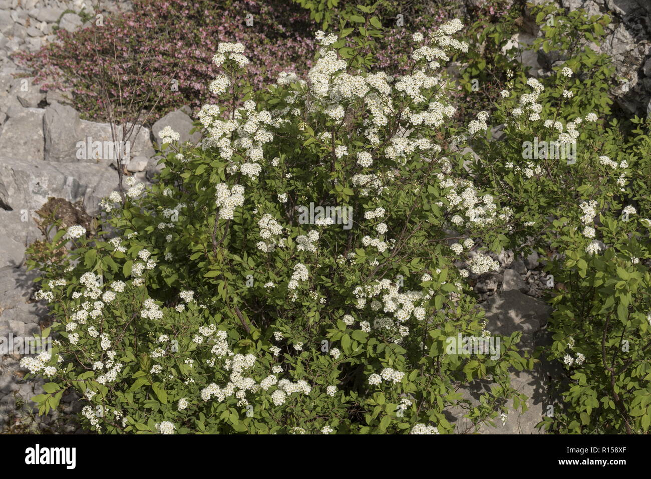 Elm-leaved Spiraea, Spiraea ulmifolia, in flower on Mount Biokovo, Croatia. Stock Photo