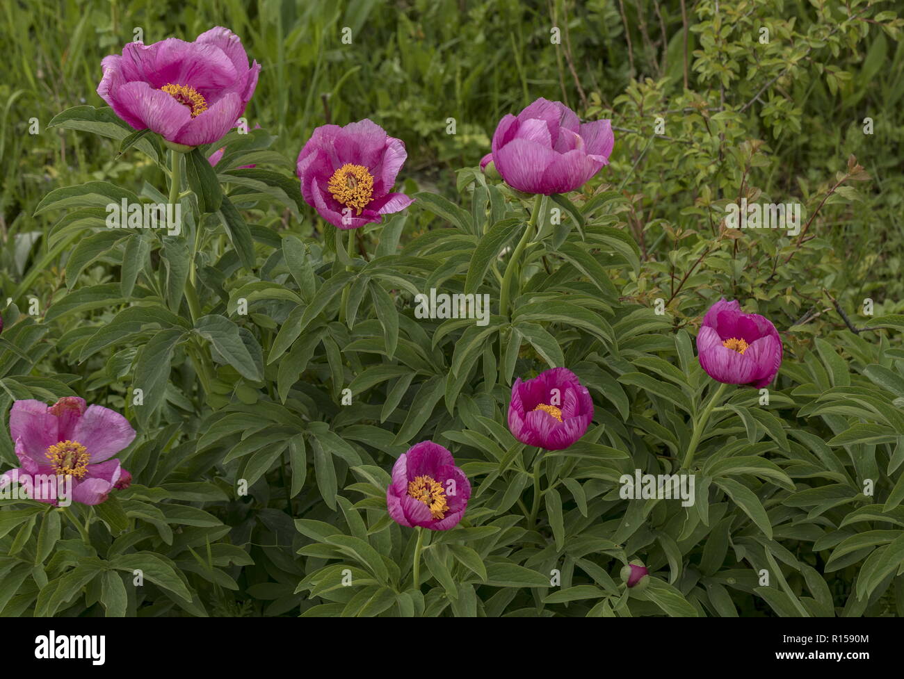 Common peony, Paeonia officinalis, in full flower on limestone grassland, central Croatia. Stock Photo