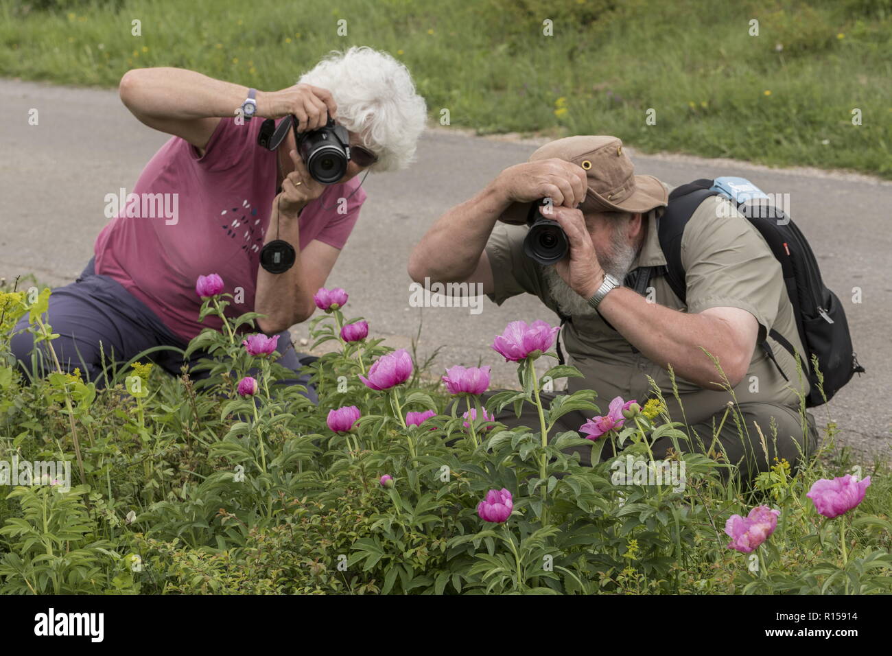 Photographing Common peony, Paeonia officinalis, in full flower on limestone grassland, central Croatia. Stock Photo
