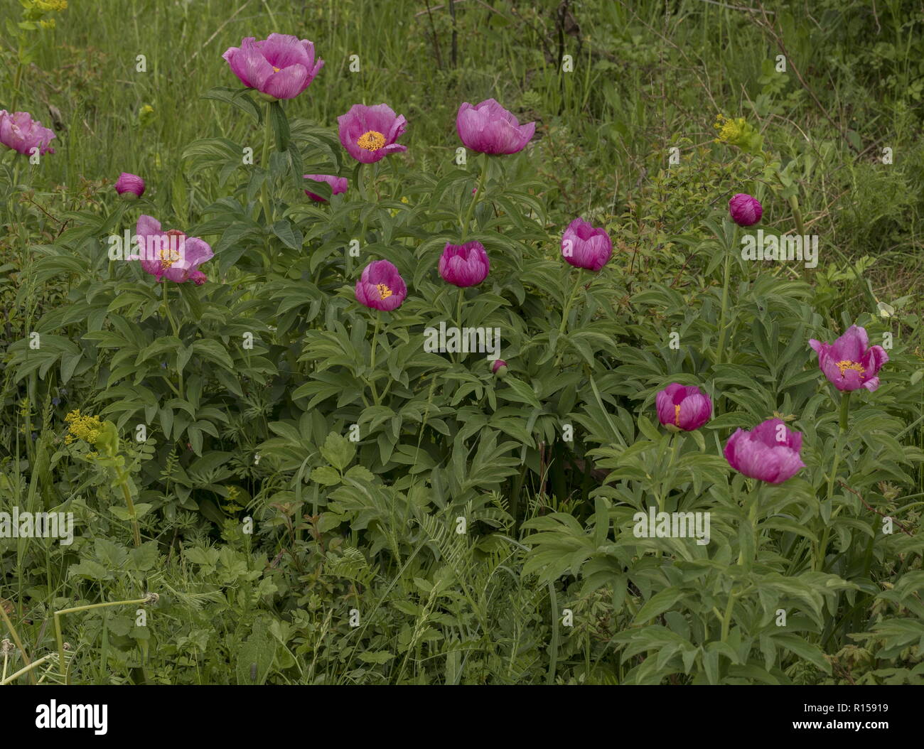 Common peony, Paeonia officinalis, in full flower on limestone grassland, central Croatia. Stock Photo