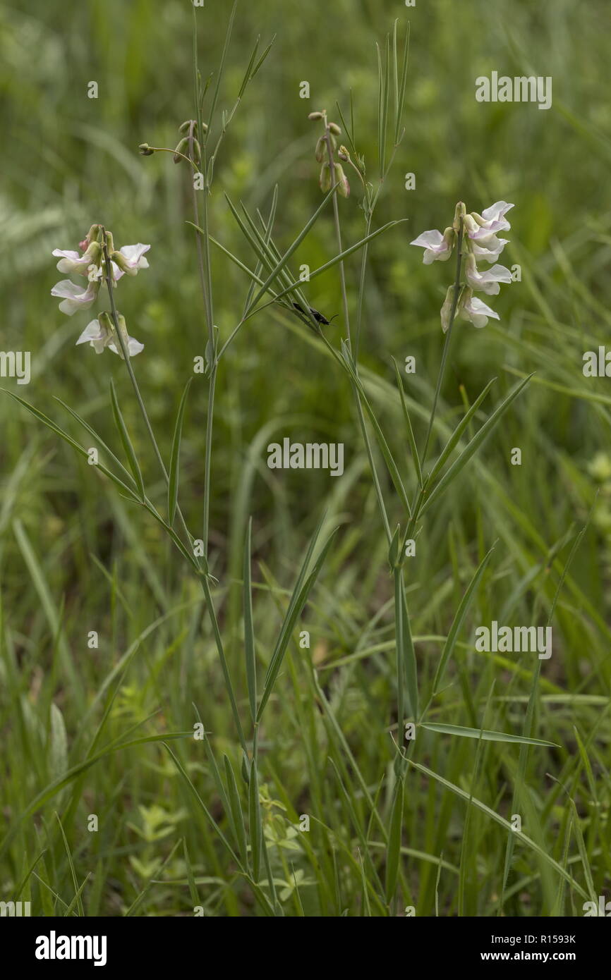 Pallid Pea, Lathyrus pallescens, in flower in damp meadow, nothern Croatia. Stock Photo