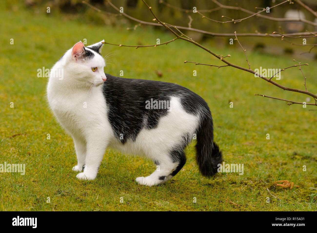 Domestic cat black and white spotted hires stock photography and