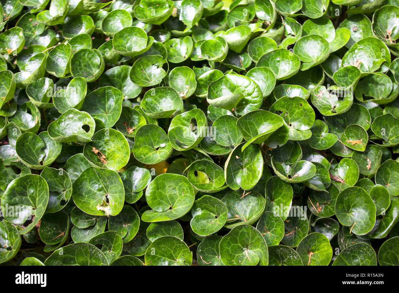 Western Wild Ginger Groundcover Native Evergreen Plant Stock Photo