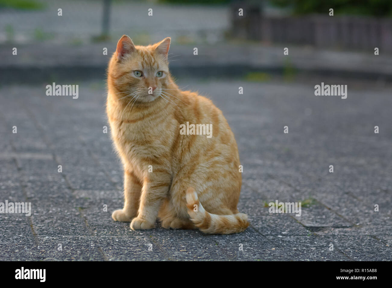 There's a red cat on a street Stock Photo - Alamy