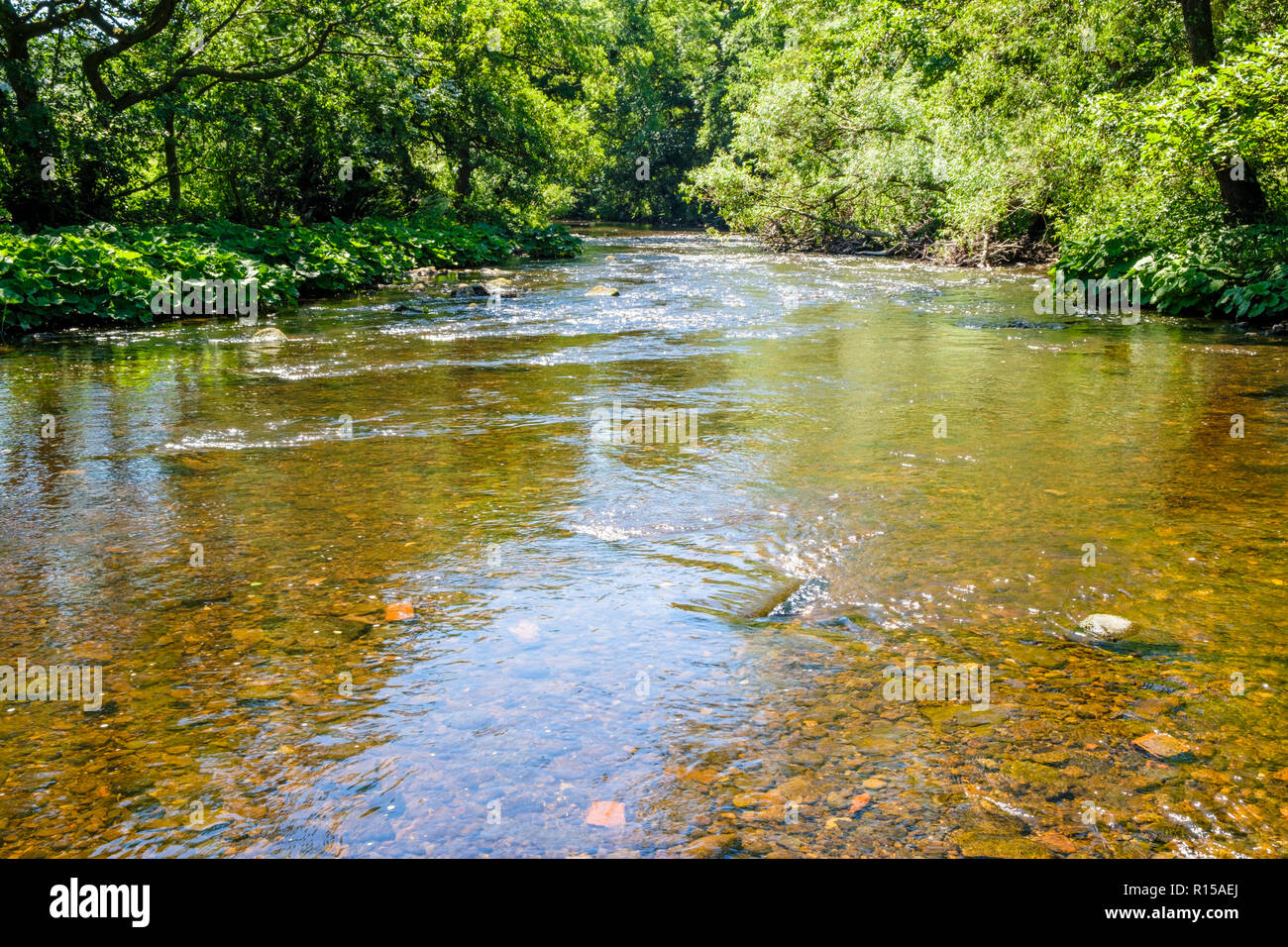 The shallow River Derwent in the height of Summer, flowing past trees in the Peak District countryside, near Hathersage, Derbyshire, England, UK Stock Photo