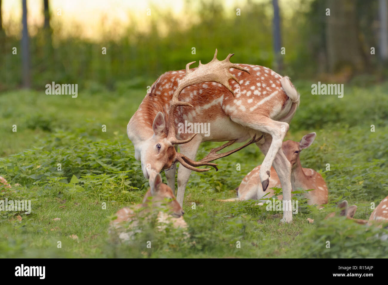 A fallow deer is in a game reserve Stock Photo