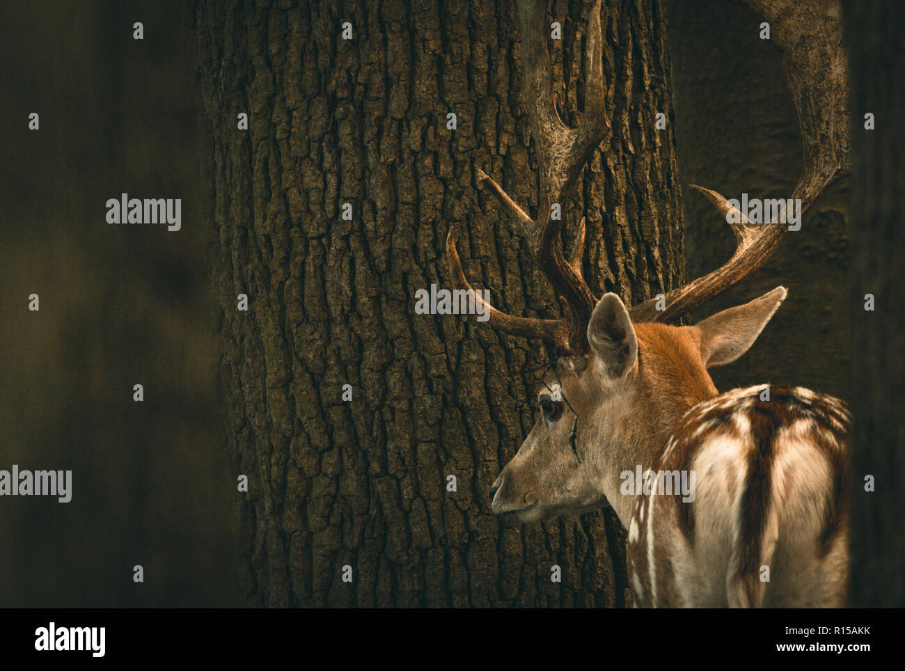 A fallow deer is in a game reserve Stock Photo