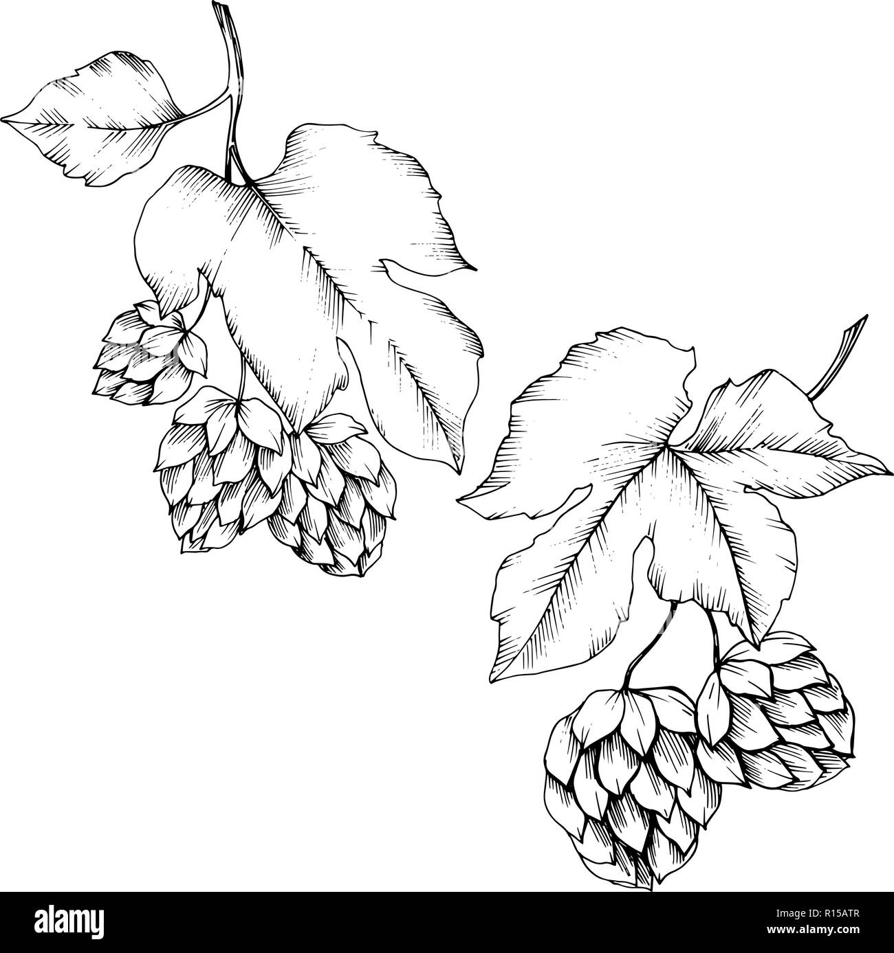 Vector. Black and white engraved humulus ink art. Isolated humulus illus Stock Vector Image