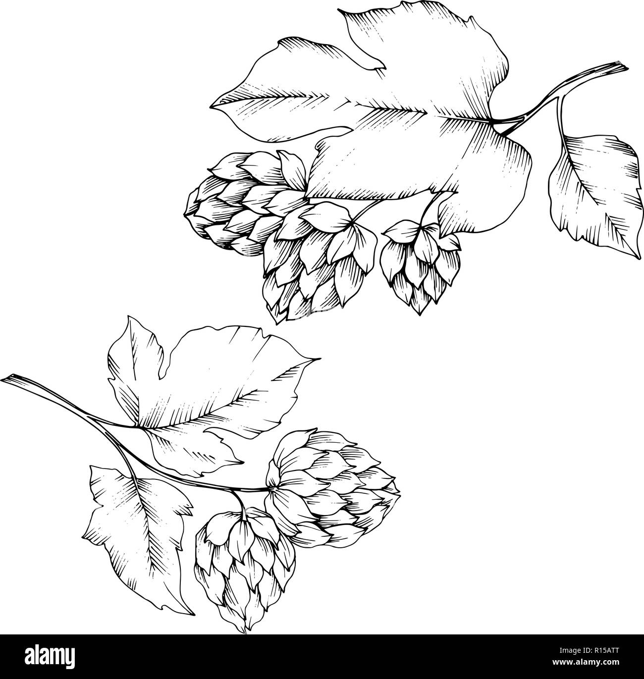 Vector. Black and white engraved humulus ink art. Isolated humulus illus Stock Vector Image