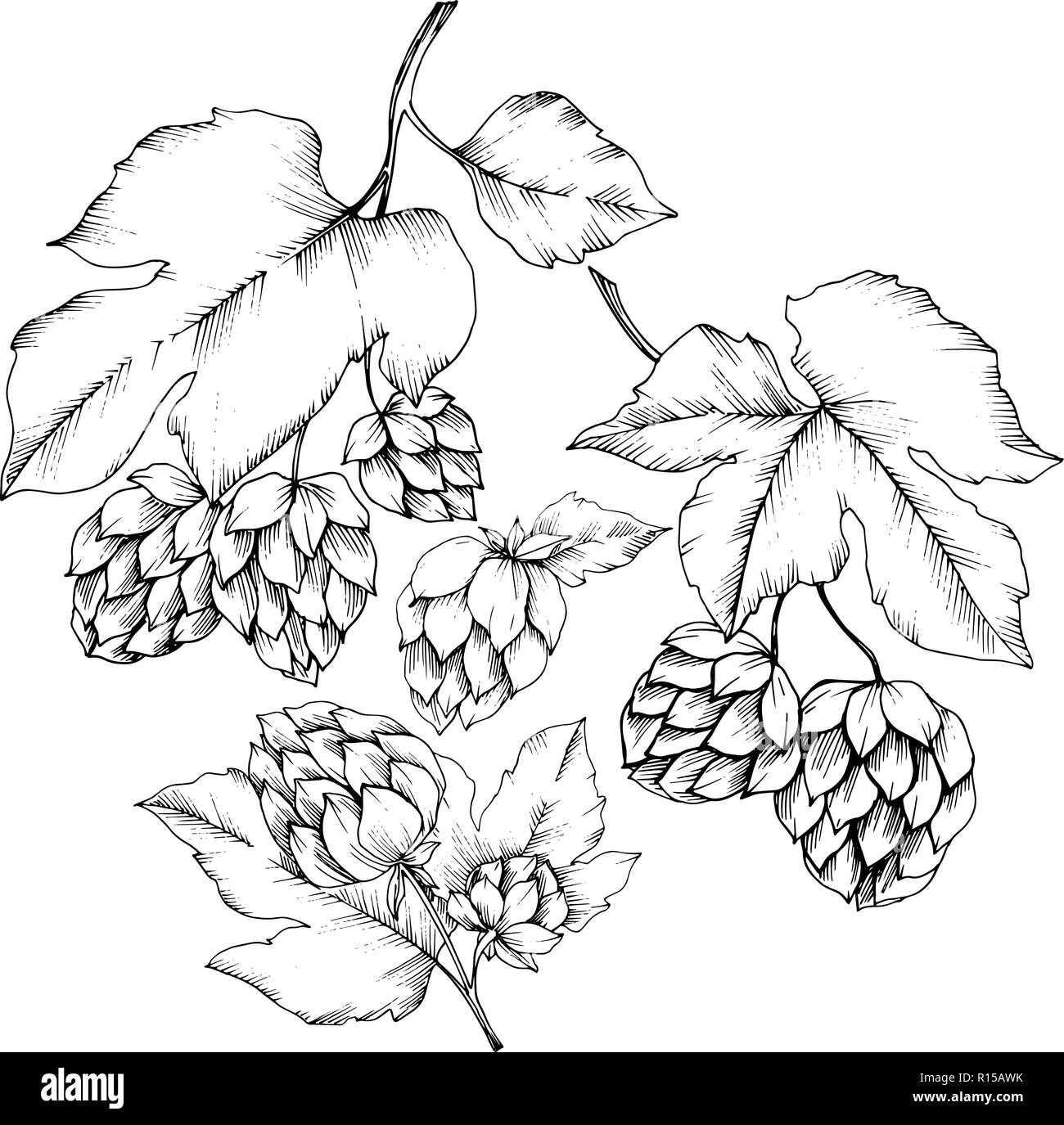 Vector. Black and white engraved humulus ink art. Isolated humulus illus Stock Vector Image