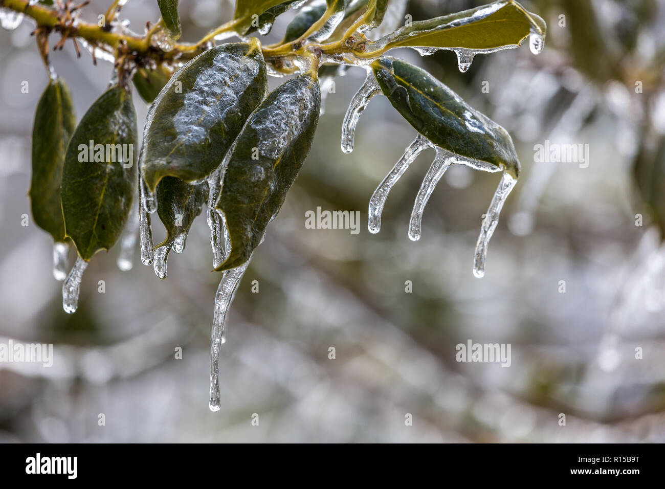 Icy Branches during a winter ice storm Stock Photo