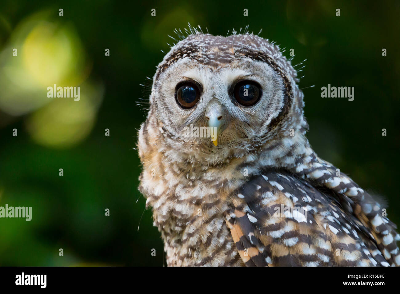 Portrait of a juvenile Chaco Owl (strix chacoensis) Stock Photo